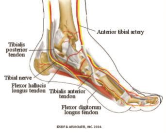 Peripheral Neuropathy