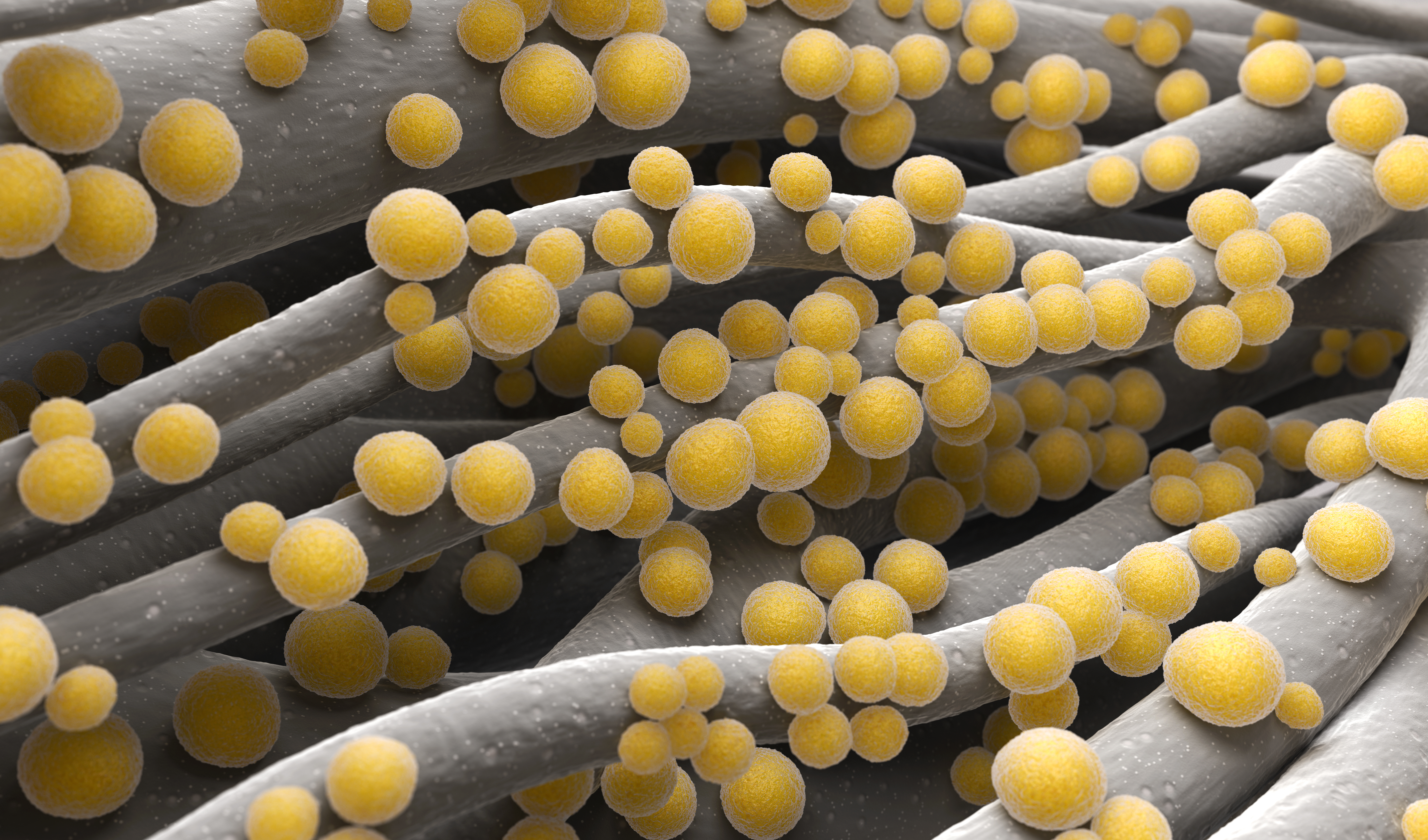 Staphylococcus aureus MRSA